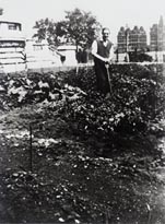 Tate garden in use as an allotment
