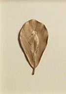Ana Mendieta, Untitled, circa 1983