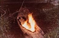 Ana Mendieta, Untitled: Silueta Series, 1977