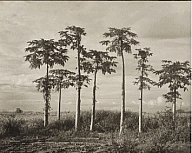 Yip Cheong Fun, Seven Sisters, 1940s