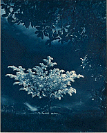 Lee Sow Lim, Silver Tree, 1955