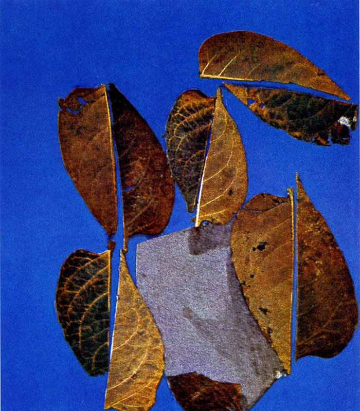 Eva Hesse Free Study with leaves