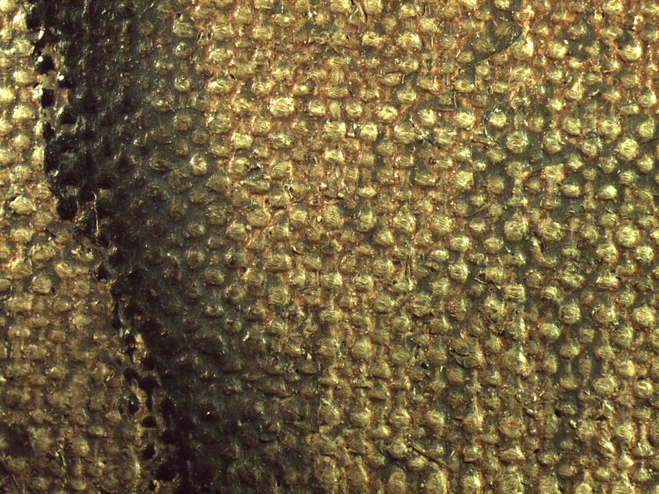 Micrograph of black outline of torso at lower-right edge