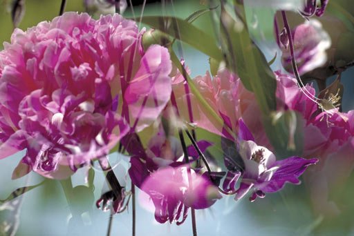 Peter Fischli, David Weiss Flowers, Mushrooms
