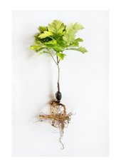 photograph of an acorn sapling on a white background
