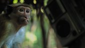 Film still of a monkey's face, close up.