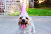 dog in a party hat