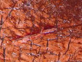 Fig.10 Remains of a red glaze in the highlight of the red curtain, photographed at x8 magnification