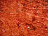 Fig.12 Detail at x20 magnification of the translucent red glaze that remains in the troughs of the brushwork in the red sash