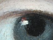 Fig.14 Detail of the sitter’s left eye at x8 magnification, showing blue pigments in the white eyeball and a glaze of red lake over the white catchlight