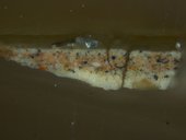 Fig.3 Cross-section through Susanna’s white drapery, photographed at x320 magnification. From the bottom: grey ground; flesh paint; white paint of robe; varnish and dirt