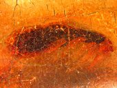 Fig.7 Microphotograph of sitter’s left nostril, showing final, bold strokes of red paint