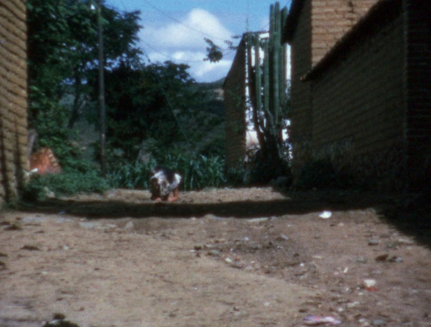 Ana Mendieta: ‘Pain of Cuba / body I am’ – Film at Tate ...
Ana Mendieta Chicken Piece